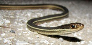 5957028558_54796a6dc7_o