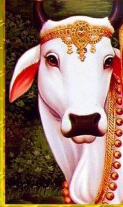 11800516_493792720784355_3442712974501055725_n