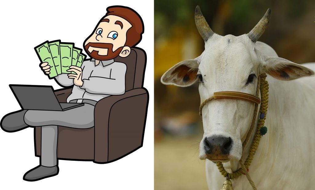 pure indian breed cow urine dung business desi gaay mata deshi gay ma gobar urine gomutra diseases cure treatment cancer hiv aids money wealth gau seva sewa dharm butter milk curd dairy