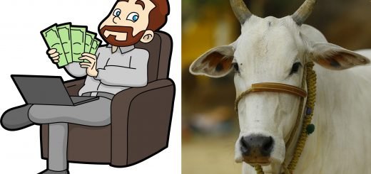 pure indian breed cow urine dung business desi gaay mata deshi gay ma gobar urine gomutra diseases cure treatment cancer hiv aids money wealth gau seva sewa dharm butter milk curd dairy