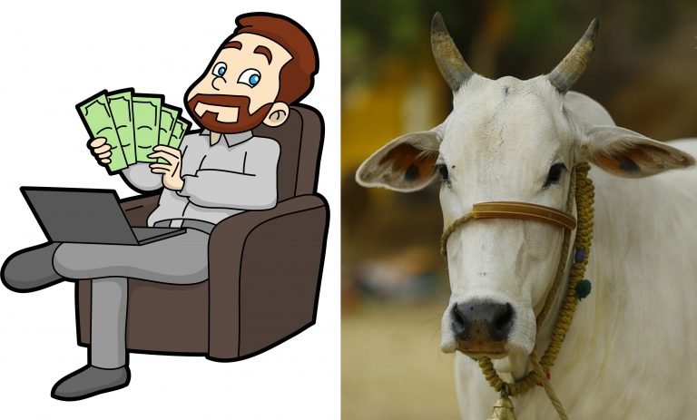 pure indian breed cow urine dung business desi gaay mata deshi gay ma gobar urine gomutra diseases cure treatment cancer hiv aids money wealth gau seva sewa dharm butter milk curd dairy