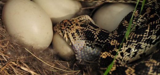 nirakar dhyana sakar meditation yoga samadhi kapalbhati pranayama anulomvilom health cure diseases ilaj treatment chikitsa herbal labh nuskha ayurveda jadibuti mudra bandha suryanamskar hindi hatha सांप snake serpent cobra mamba