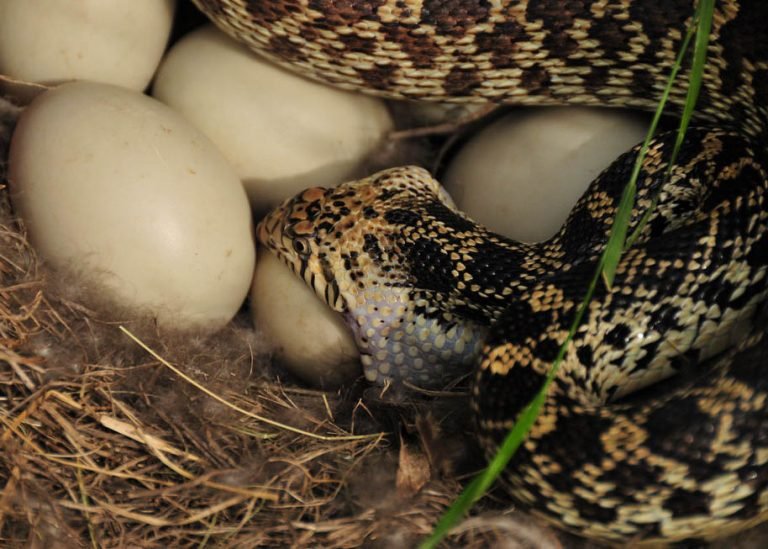 nirakar dhyana sakar meditation yoga samadhi kapalbhati pranayama anulomvilom health cure diseases ilaj treatment chikitsa herbal labh nuskha ayurveda jadibuti mudra bandha suryanamskar hindi hatha सांप snake serpent cobra mamba